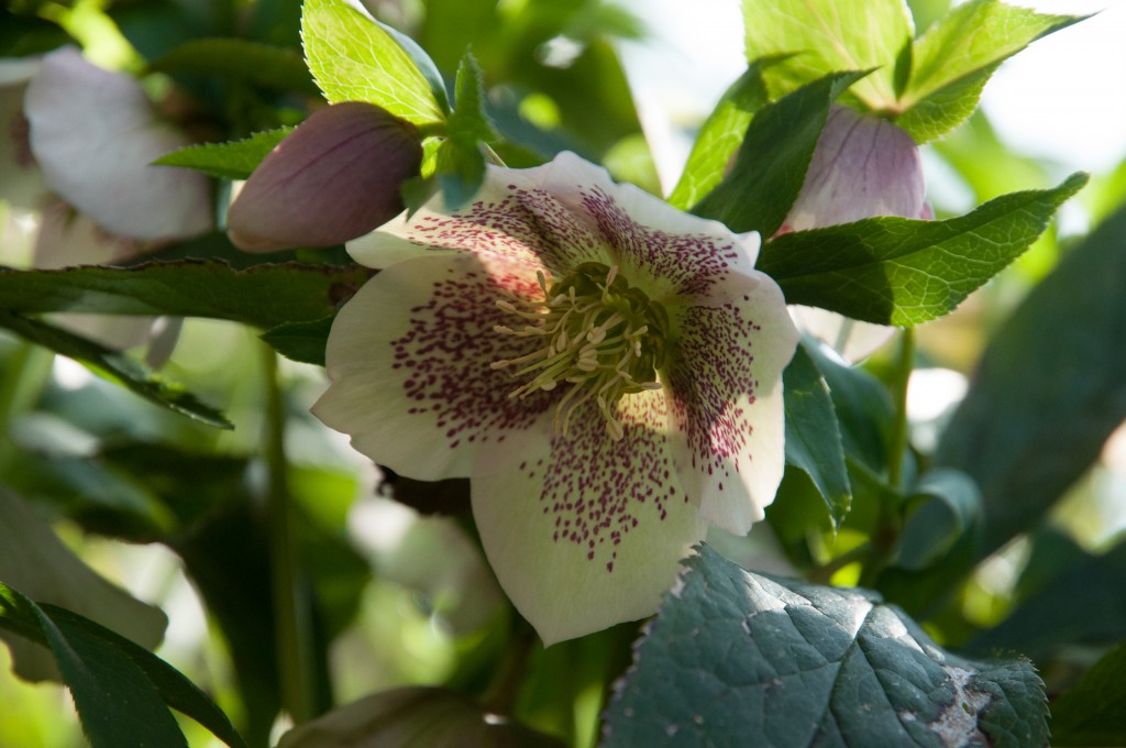 Hellébore ( Helléborus) ou Rose de Noël