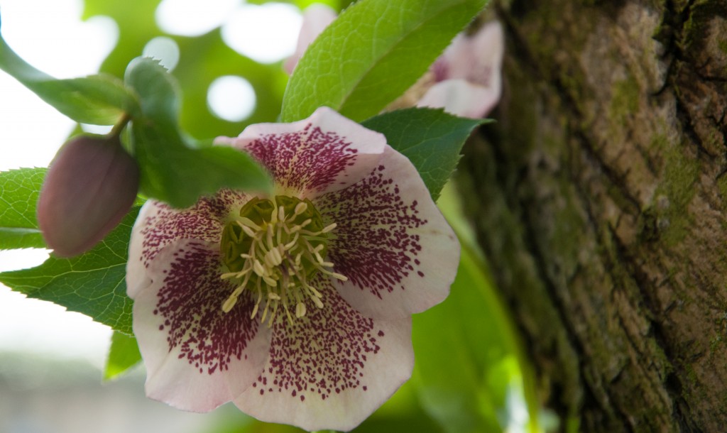 Hellébore ( Helléborus) ou Rose de Noël