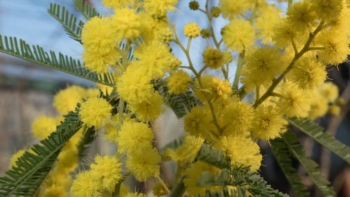   En mémoire à Maman qui nous a quitté le 1er Novembre 2017. Elle appréciait se promener dans notre jardin,  elle aimait les fleurs. Malheureusement avec sa maladie il y a très longtemps qu’elle ne l’a pas vu….. Ces fleurs … <a href="http://www.lecygnebleu.fr/un-bouquet-de-fleurs-en-memoire-a-maman.html">Lire la suite­­</a>