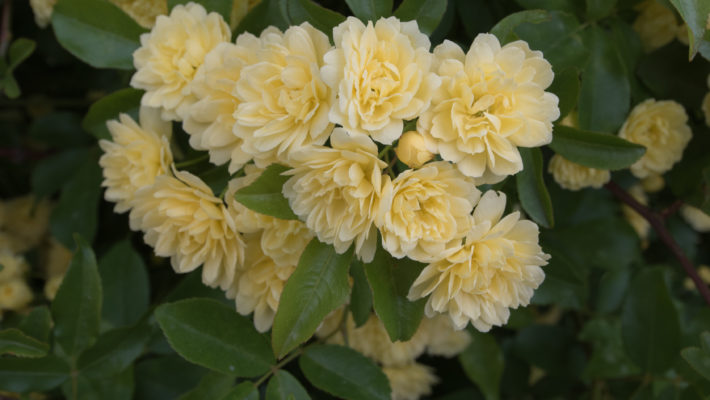                             La Pivoine     – Le Kiwaï Fleurs Femelles – Le Kiwaï Fleurs Males Une rose ancienne        