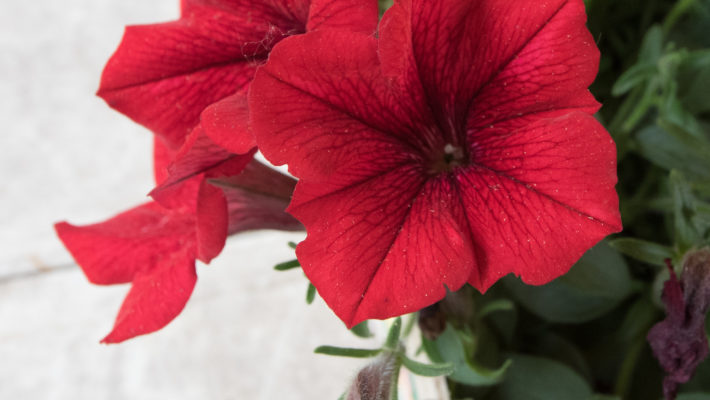                             La Pivoine     – Le Kiwaï Fleurs Femelles – Le Kiwaï Fleurs Males Une rose ancienne        