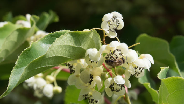                             La Pivoine     – Le Kiwaï Fleurs Femelles – Le Kiwaï Fleurs Males Une rose ancienne        