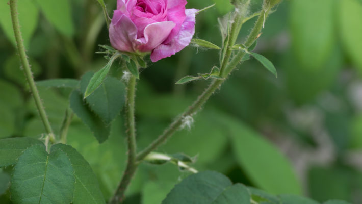                             La Pivoine     – Le Kiwaï Fleurs Femelles – Le Kiwaï Fleurs Males Une rose ancienne        