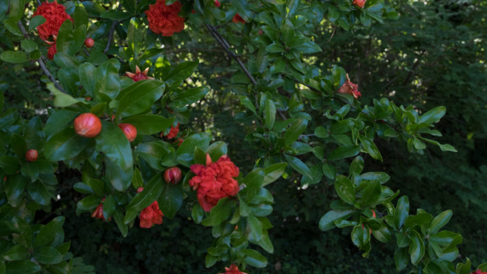                             La Pivoine     – Le Kiwaï Fleurs Femelles – Le Kiwaï Fleurs Males Une rose ancienne        