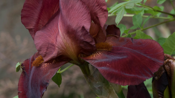   En mémoire à Maman qui nous a quitté le 1er Novembre 2017. Elle appréciait se promener dans notre jardin,  elle aimait les fleurs. Malheureusement avec sa maladie il y a très longtemps qu’elle ne l’a pas vu….. Ces fleurs … <a href="http://www.lecygnebleu.fr/un-bouquet-de-fleurs-en-memoire-a-maman.html">Lire la suite­­</a>