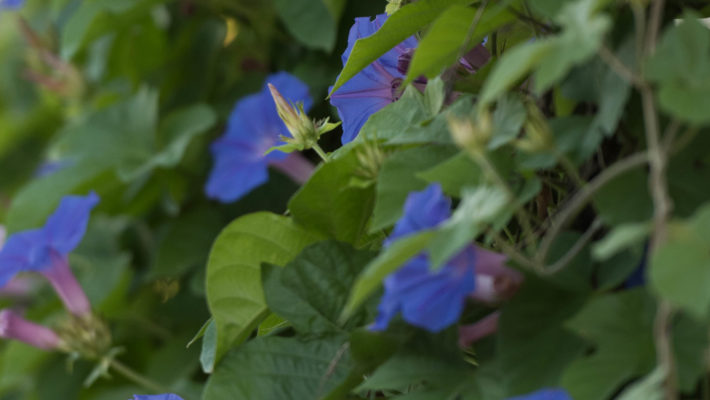   En mémoire à Maman qui nous a quitté le 1er Novembre 2017. Elle appréciait se promener dans notre jardin,  elle aimait les fleurs. Malheureusement avec sa maladie il y a très longtemps qu’elle ne l’a pas vu….. Ces fleurs … <a href="http://www.lecygnebleu.fr/un-bouquet-de-fleurs-en-memoire-a-maman.html">Lire la suite­­</a>