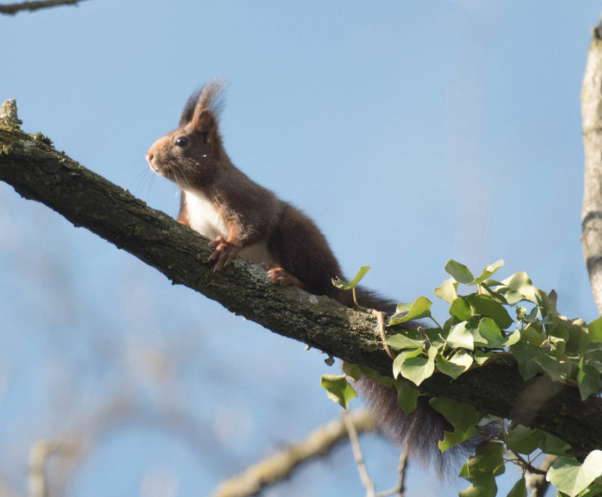     Écureuil roux ou écureuil d’Eurasie, commun en Europe Une séance de photos dans le jardin avec TIC et TAC…… Mais qui est TIC et qui est TAC ?                     … <a href="http://www.lecygnebleu.fr/tic-et-tac-dans-le-jardin.html">Lire la suite­­</a>